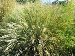 Image result for Aristida congesta