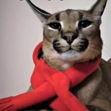 Maybe you would like to learn more about one of these? Caracal Or Big Floppa Drippin Aww
