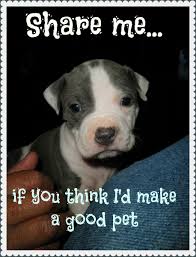 Maybe you would like to learn more about one of these? Do Pit Bull Dogs Make Good Pets Pethelpful