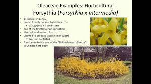 Image result for Oleaceae