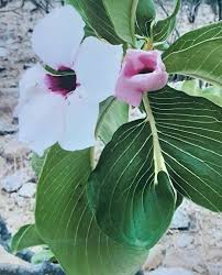 Image result for Adenium boehmianum