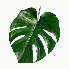 Split Leaf Philodendron Monstera Plant Element Transparent Png Free Image By Rawpixel Com Teddy Rawpixel Tropis Daun Png