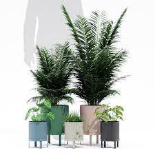 Plants are beneficial for more than just visual appeal; 3d Bau Pot Cgtrader Ferm Living Fermliving Metal Chlorophytum Pot Palm Palms Anthurium Flowerpot Vase Bush Pot Hanging Flower Pots Ferm Living Bau