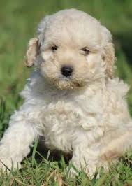 They will mature between 16 to 20 lbs when grown. Cockapoo Puppies For Sale Milwaukee Wi 158826