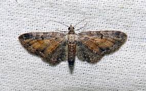 Image result for Eupithecia icterata