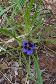 Image result for Aptosimum lugardiae