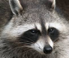 Maybe you would like to learn more about one of these? Raccoon Symbolism Dreams And Totems Spirit Animal Totems
