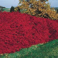 The burning bush (euonymus alatus) needs regular pruning to control its growth. Burning Bush Hedge Buy Ornamental Shrubs From Gurney S