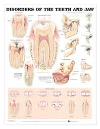 Disorders Of The Teeth And Jaw Laminated Anatomical Chart