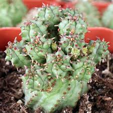 Image result for Euphorbia zambesiana