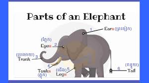 These pieces move and capture exactly two points diagonally and may not jump over intervening pieces; Parts Of An Elephant Youtube