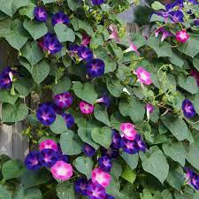 Five Flowering Vines For Your Arbor Flower Fence Flowering Vines Morning Glory Flowers