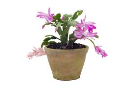 If you want your christmas cactus to grow more fully, only prune 1 or 2 segments at a time. Site Verification Christmas Cactus Plant Christmas Cactus Care Holiday Cactus