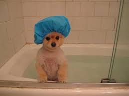 The Shower Is Your Place To Analyze Every Conversation Of The Day And Think Of Every Possible Thing You Could Ve Said Cute Animals Cute Funny Animals Cute Creatures