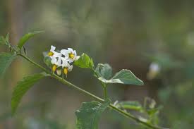 Image result for Solanum chenopodioides