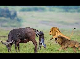 Wild Animals Fights Male Lion Vs Buffalo Video African Animals Youtube