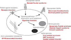 Image result for Platelet Dysfunction