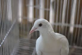 As a drugstore in skincare and hair care. Is Dove Cruelty Free Clean Cruelty Free