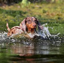 Wasservergiftung Beim Hund Gefahr Beim Baden Geo
