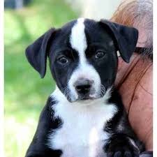 Epingle Par Ellie Sur Staffy X Border Collie Chien