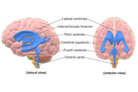 The Ventricular System Of The Brain Is A Connected Series Of Cavities That Provides A Pathway For The Circulation Of Cerebrospinal Fluid Cerebral Atrophy Brain