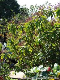 Image result for Synadenium