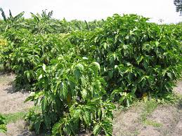 Image result for Morinda angolensis