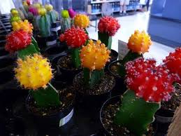 Gymnocalycium mihanovichii, commonly called moon cactus, is actually two plants that have been grafted together. Grafted Cactus Care Tips For Grafting Cactus Plants Dummer Garden Manage Gfinger Es La App De Jardineria Mas Profesional