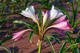 Image result for Crinum paludosum