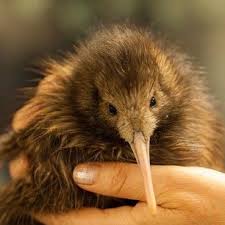 Cute Birds Cute Birds Kiwi Bird New Zealand
