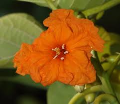 Image result for Cordia sp.A.