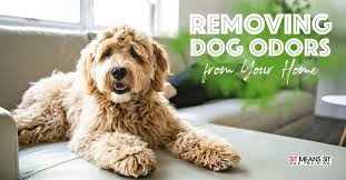 Just a spritz, she recommends. Removing Dog Odors From Your Home Sit Means Sit Dog Training