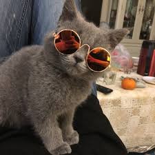 De moda Mini revestimiento gafas de sol estilo ojos de gato ...