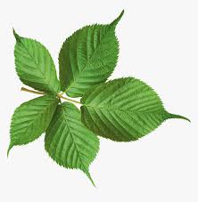 Here you can download free leaf png pictures with transparent background. Blackberry Leaves Png Transparent Png Transparent Png Image Pngitem