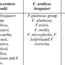 Image result for Fagonia isotricha