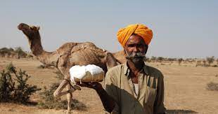 My bosses asked me why her mouth is open, it doesn't look beautiful. Camel Cultures Of India Sahapedia