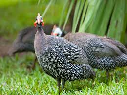 Crested guineafowl and vulturine guinea are the two others. Pearl Guinea Keets