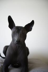 Fine Art Sessions Frame Your Pet Los Angeles Pet Photographer Dog Breeds Hairless Dog Xoloitzcuintli