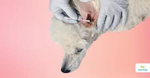 Medicines for yeast infection in dogs. 4 Simple Steps To Manage Yeast Infections In Dogs Dogs Naturally