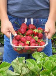 Cueillette A La Ferme A Nantes Ramassez Vos Fruits Et Legumes Citizenkid