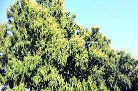 Mango-laden trees, expected to yield good yield | बौर से लदे आम के पेड़,  जताई जा रही अच्छी पैदावार की उम्मीद | Patrika News