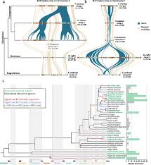 Image result for Oropetium capense