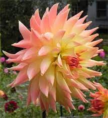 Hilltop Gardens Catalog L Z Beautiful Flowers Amazing Flowers Dahlia Flower