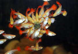 Image result for guppy