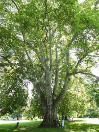 Изработка на онлайн магазин opencart българия мебели platan © 2021. Platan Klonolistny Platanus X Acerifolia Platanus X Hispanica Ang London Plane