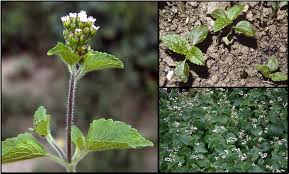 Image result for Ageratum conyzoides