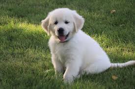 Blizzard English Golden Retriever Puppy Golden Retriever Labrador Puppy
