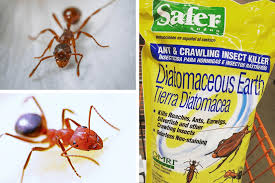 Granules are great for keeping ants out of your home, as they create a barrier of bait, which the ants think is food. Yes Diatomecous Earth Kills Ants Get The 1 Tactic To Kill Ants With De