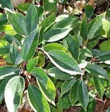 Image result for Vitex thyrsiflora