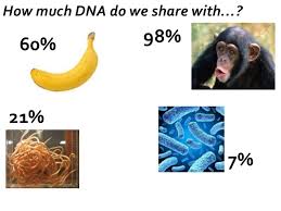 B2.3 dna